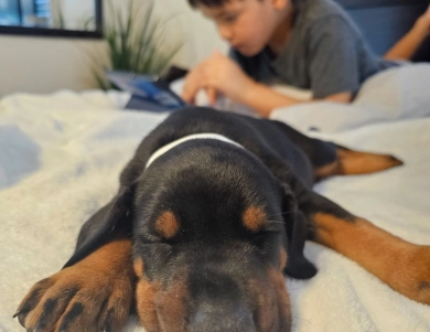 AKC Full Euro  Doberman Pinscher