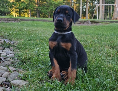 AKC Full Euro  Doberman Pinscher
