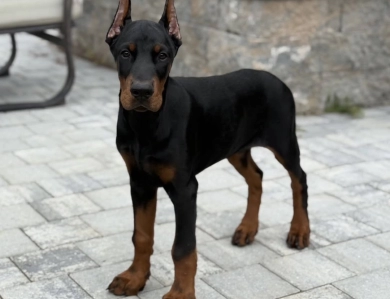 AKC Full Euro  Doberman Pinscher