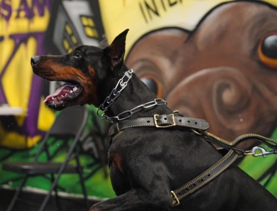 AKC Full Euro  Doberman Pinscher