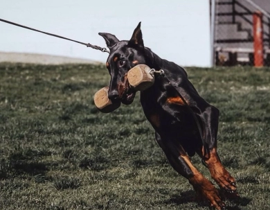 AKC Full Euro  Doberman Pinscher