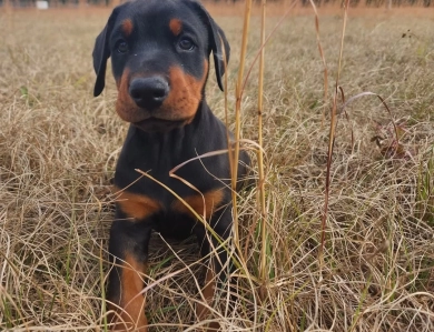 AKC Full Euro  Doberman Pinscher