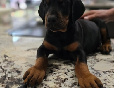 AKC Full Euro  Doberman Pinscher