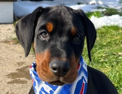 AKC Full Euro  Doberman Pinscher