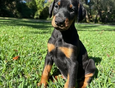 AKC Full Euro  Doberman Pinscher