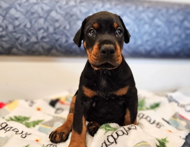AKC Full Euro  Doberman Pinscher