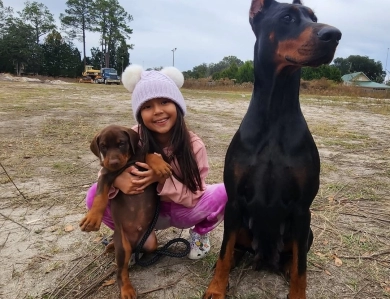 AKC Full Euro  Doberman Pinscher