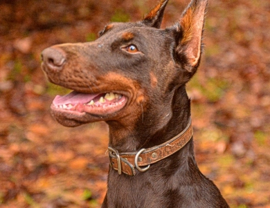 AKC Full Euro  Doberman Pinscher