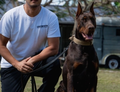 AKC Full Euro  Doberman Pinscher