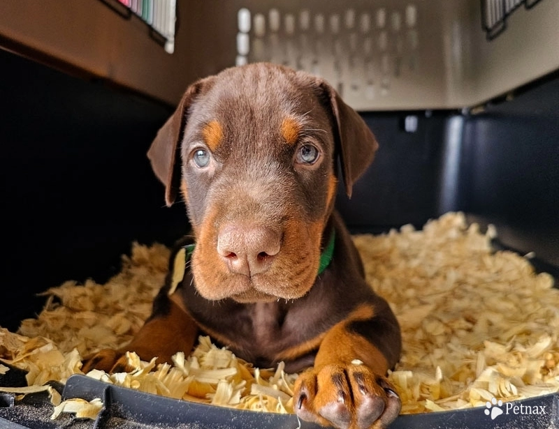 AKC Full Euro  Doberman Pinscher