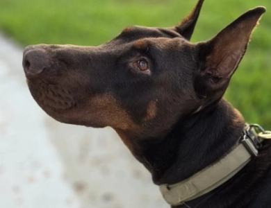 AKC Full Euro  Doberman Pinscher