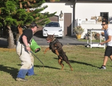 AKC Full Euro  Doberman Pinscher