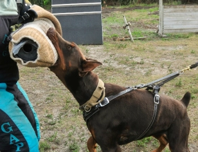 AKC Full Euro  Doberman Pinscher