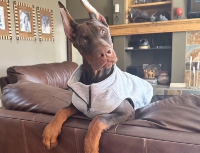 AKC Full Euro  Doberman Pinscher