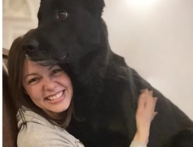 Ethical German Shepherd Breeder AKC