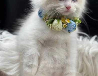 Starkissed Tuna Starkissed Tuna Ragdoll