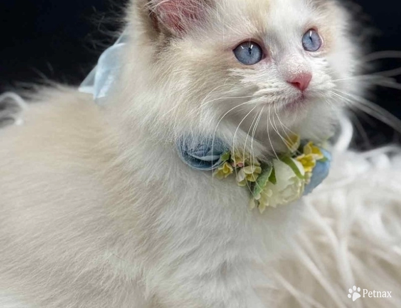 Starkissed Tuna Starkissed Tuna Ragdoll