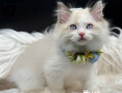 Starkissed Tuna Starkissed Tuna Ragdoll