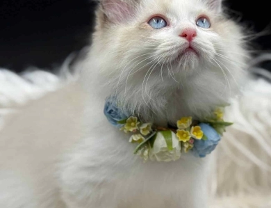 Starkissed Tuna Starkissed Tuna Ragdoll