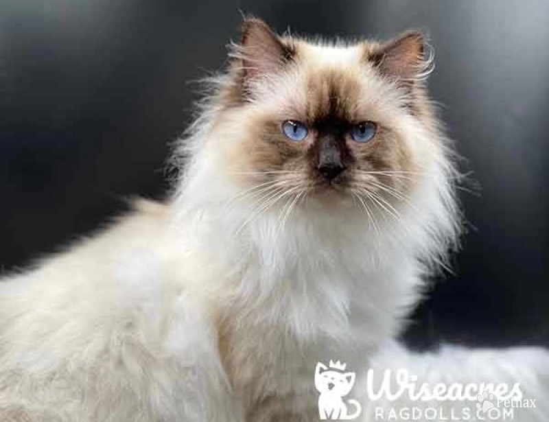 Wiseacres Chubbs Wiseacres Chubbs Ragdoll