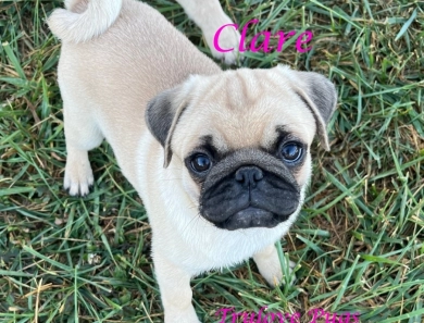Clare
