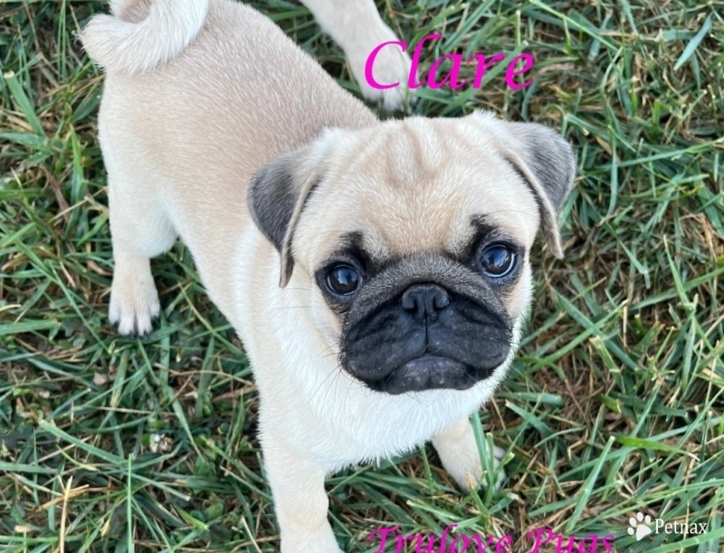 Clare Pug