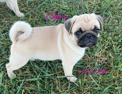 Clare Clare Pug