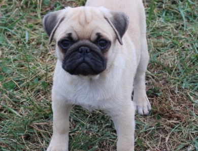Clare Clare Pug