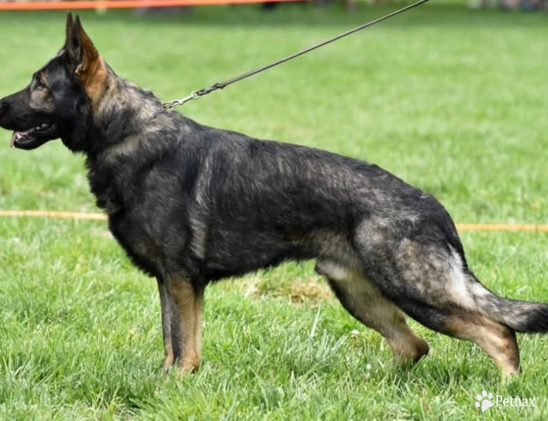 Wolfie aka Beowolf vom MK Haus  German Shepherd