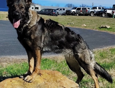 Xtreme Xtreme German Shepherd
