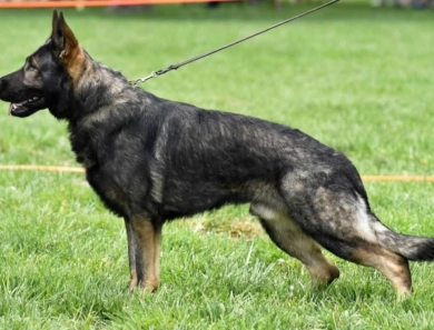 Xtreme Xtreme German Shepherd