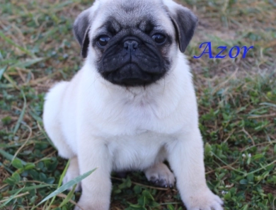 Azor Azor Pug
