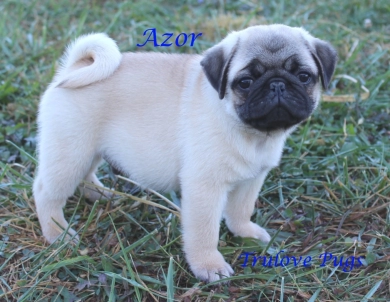 Azor Azor Pug