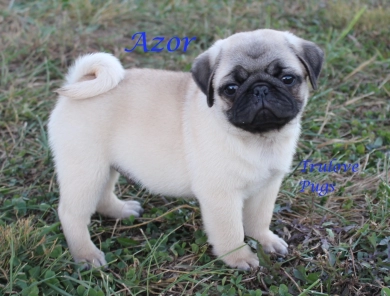 Azor