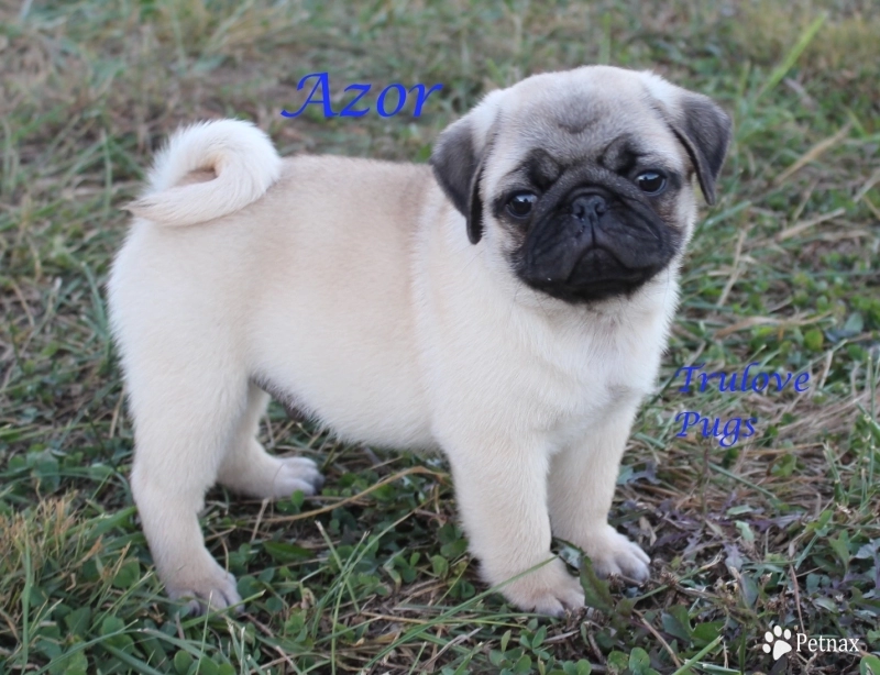 Azor Pug