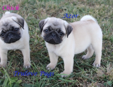 Azor Azor Pug