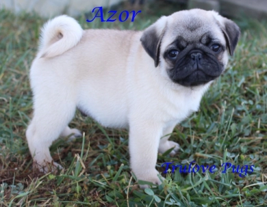 Azor Azor Pug