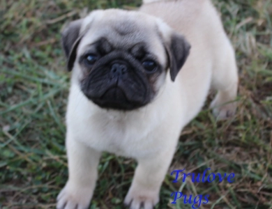 Azor Azor Pug