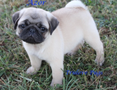 Azor Azor Pug