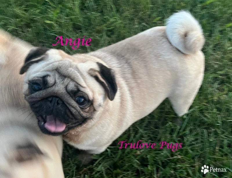 Angie Pug