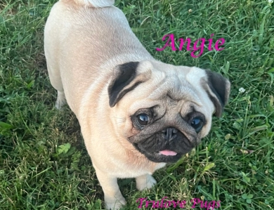 Angie Angie Pug
