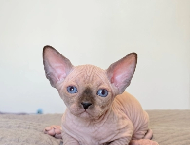Romeo  Sphynx