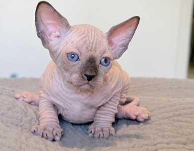 Romeo  Sphynx