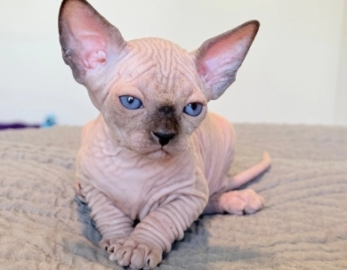 Romeo  Sphynx