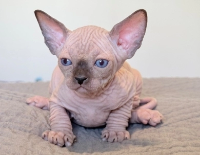 Romeo  Sphynx