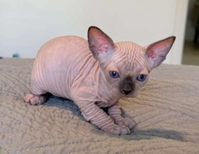 Romeo  Sphynx