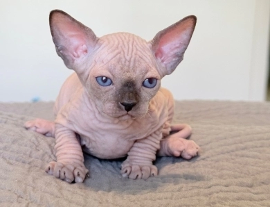 Romeo  Sphynx