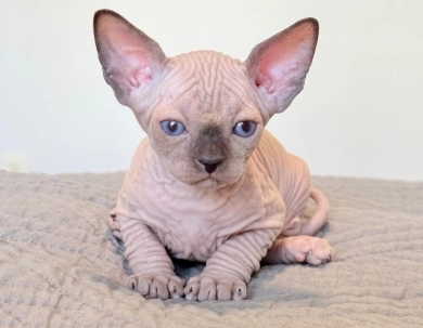 Romeo  Sphynx