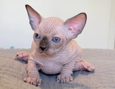 Romeo  Sphynx