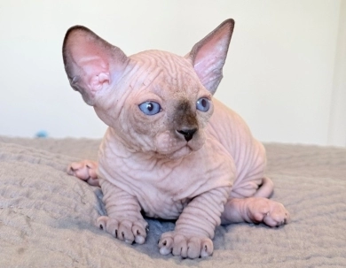 Romeo  Sphynx